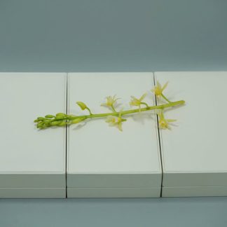 [ HÀNG SI NHẬT ] Combo 3 Hộp Màu Trắng Ngà – Sang Trọng, Đẹp Như Mới - CB3H500